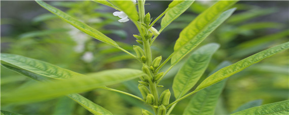 芝麻怎么种（芝麻怎么种植技术视频）