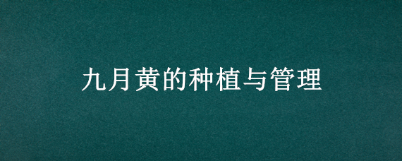 九月黄的种植与管理 九月黄生长环境