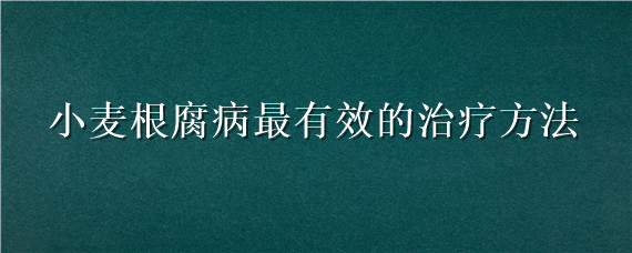 小麦根腐病最有效的治疗方法 治疗小麦根腐病用什么药最好