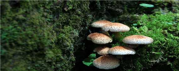 种植蘑菇技术 种植蘑菇技术哪里免费学