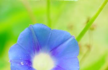 牵牛子_证类本草（草药牵牛子）