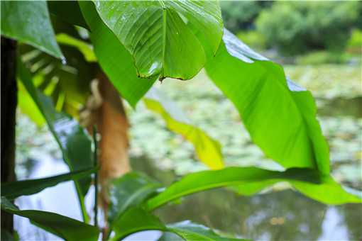 芭蕉的功效与作用是什么 芭蕉的作用与功效果