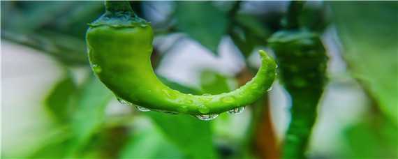 大棚辣椒种植技术与管理 秋季大棚辣椒种植技术与管理