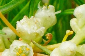 菟丝子_神农本草经百种录（菟丝子 神农本草）