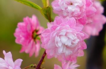 粉花重瓣麦李