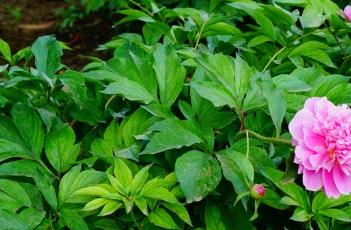 芍药_神农本草经百种录 芍药 神农本草