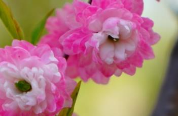 粉花重瓣麦李（粉花重瓣麦李花序）