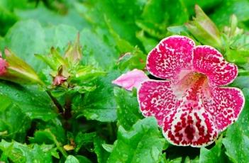 魔术猴面花（猴面小龙花）