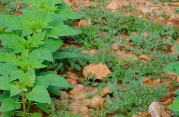 蒺藜_证类本草（草本植物蒺藜）