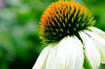 白花松果菊（白花松果菊高度）