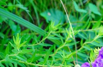 黄芩_本草经疏 中华本草黄芩