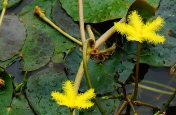 水金莲花