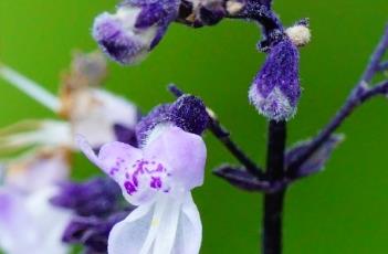 蓝萼香茶菜 蓝萼香茶菜药用部位