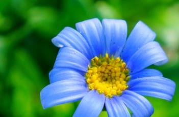 蓝雏菊 蓝雏菊的花语和寓意