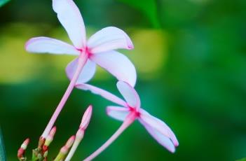 红花蕊木