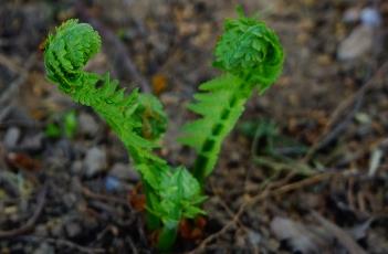 荚果蕨（荚果蕨能吃吗）