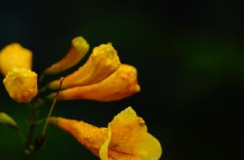 黄钟花（黄钟花与黄花风铃木区别）