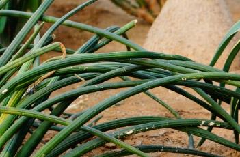 棒叶虎尾兰（虎尾兰的风水禁忌）