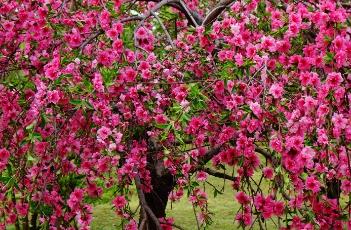 垂枝碧桃（垂枝碧桃花语）