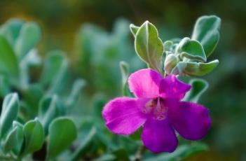 红花玉芙蓉 红花玉芙蓉的花语是什么