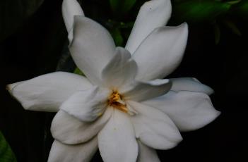 栀子花 栀子花怎么养才能更旺盛开花