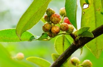 花椒_本草经疏（花椒 本草）