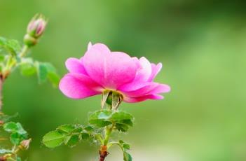 野蔷薇（野蔷薇原唱）