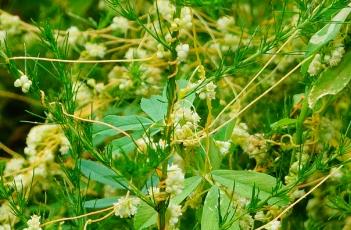 菟丝子_证类本草（菟丝子证类本草）