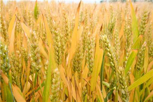 春小麦和冬小麦的区别是什么 春小麦和冬小麦的区别是什么呢