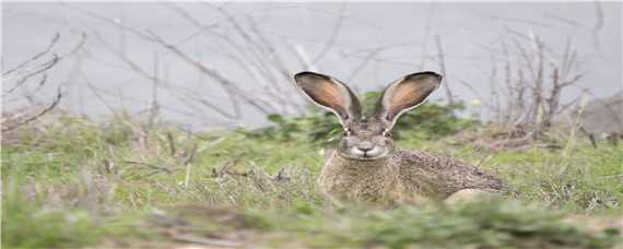 冬季野兔的活动规律（冬季野兔的活动规律是）