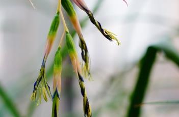 狭叶水塔花 狭叶水塔花花语