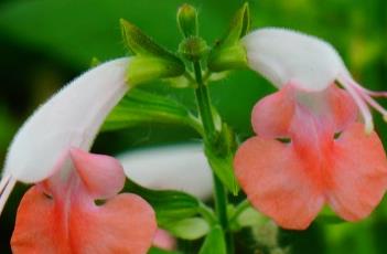 红花鼠尾草（红花鼠尾草图片）