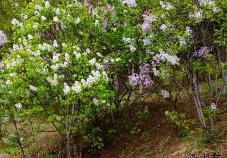 丁香花 丁香花的越冬方法