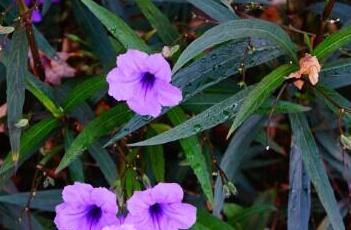 翠芦莉（翠芦莉冬天能冻死吗）