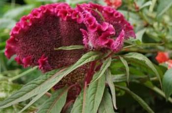 鸡冠花(鸡冠花的功效与作用)