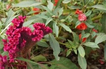 鸡冠花 鸡冠花