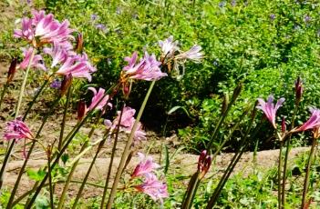 换锦花（风仙花）