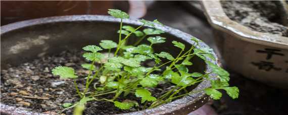 大田香菜种植技术（大田香菜种植技术要点）