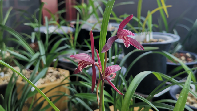 建兰墨宝真品鉴别（建兰墨宝真品鉴别视频）