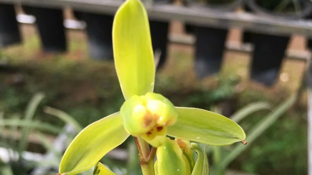 春兰必养品种 春兰必养品种有哪些