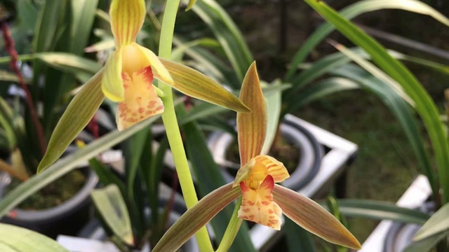 蕙兰四大名品 蕙兰四大名品 排名