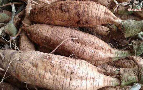 紫葛根的功效和作用（紫葛根的功效和作用及禁忌）