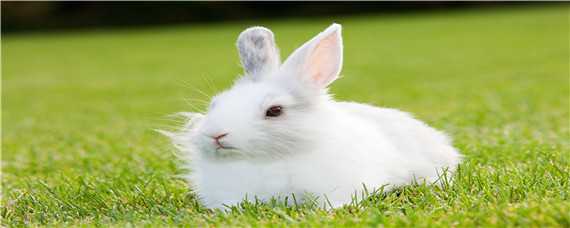 兔子的养殖技术 兔子的养殖技术与繁殖