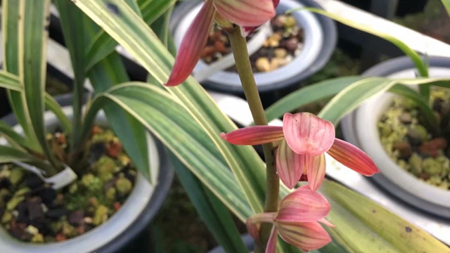 下山兰花怎么养（下山兰花怎么养可以年年开花）