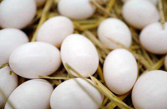 鸽子蛋和鸡蛋营养对比（鸽子蛋和鸡蛋营养对比表）