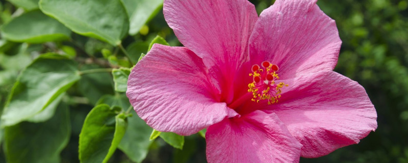 芙蓉花浇水多叶子黄吗（芙蓉花怎么养浇水）