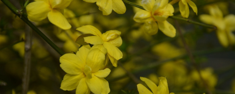 迎春花盆栽怎么知道是否活着 迎春花怎么生长的