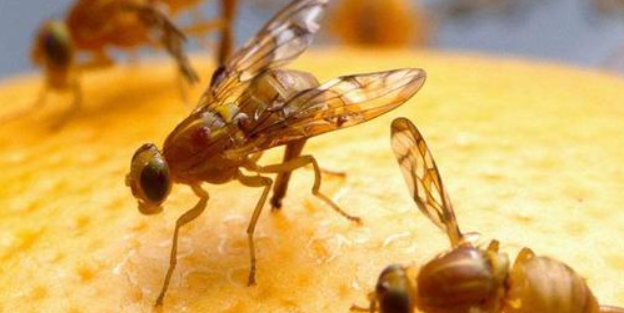 防治果蝇的特效药 防治果蝇的特效药短吻感菌