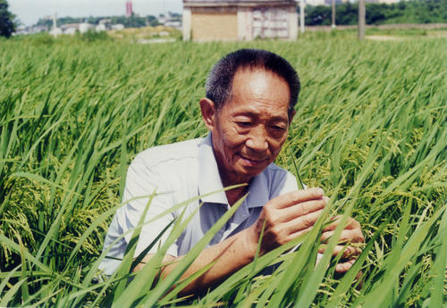 袁隆平杂交水稻取得成功历史时期（袁隆平 杂交水稻 历史时期）