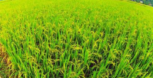 100亩水稻能赚16万吗 种100亩水稻能挣多少钱